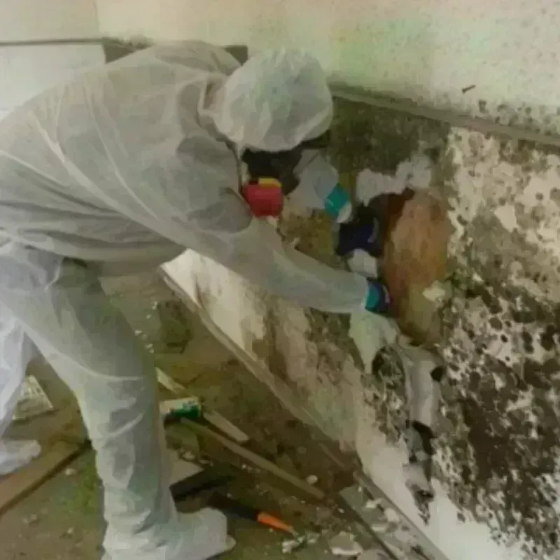 Mold Remediation and Removal in Buda, TX